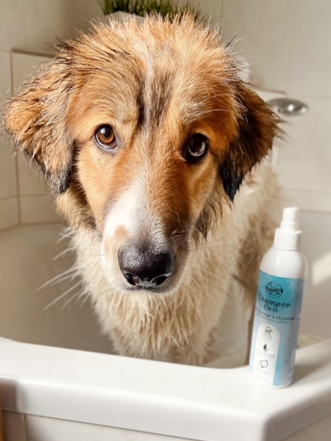 Dog Shampoo Care